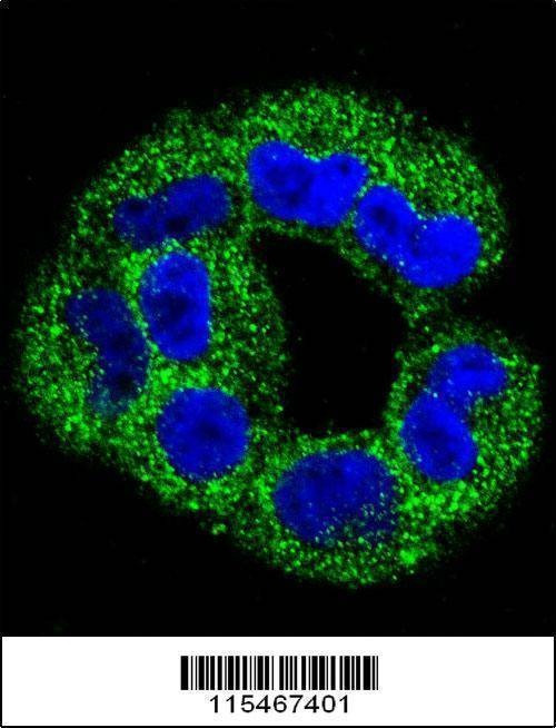 Anti-ANXA2 (C-term) Antibody
