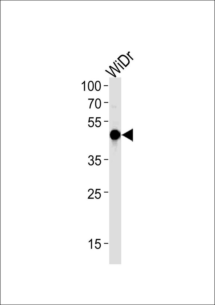 Anti-HNF4G (N-term) Antibody