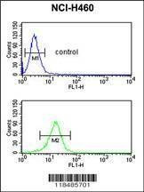 Anti-SERPINA4 (C-term) Antibody