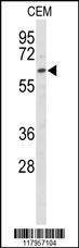 Anti-EHD3 (Center) Antibody