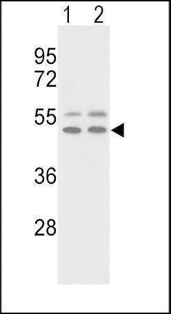 Anti-VTN (C-term) Antibody