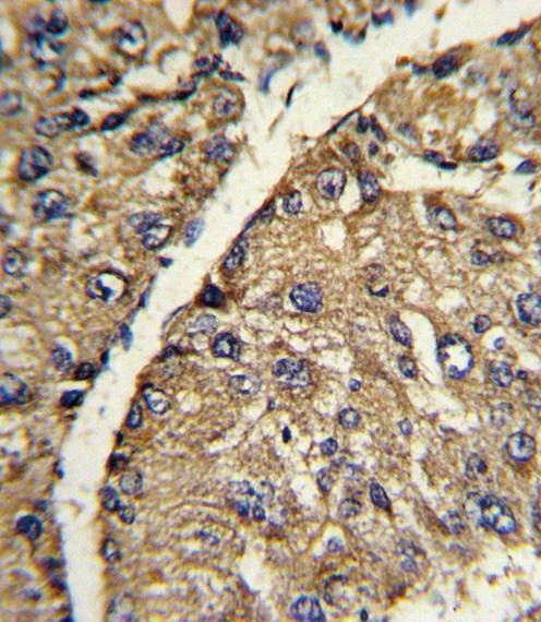 Anti-VTN (C-term) Antibody