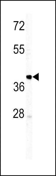 Anti-IGHM (N-term) Antibody