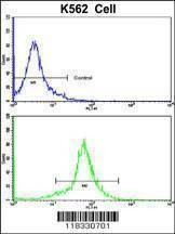 Anti-PCM-1 (C-term) Antibody