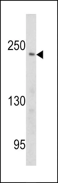 Anti-PCM-1 (Center) Antibody
