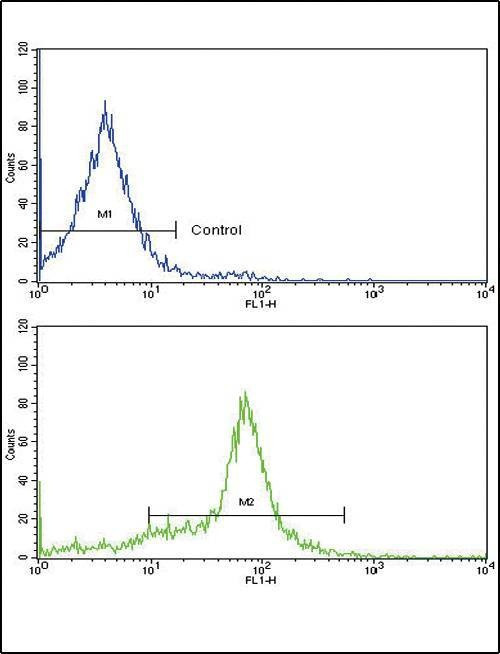 Anti-GDF6 (C-term) Antibody
