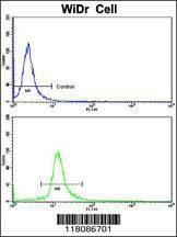 Anti-DDX53 (C-term) Antibody