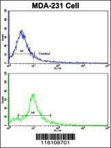 Anti-NUP62 (C-term E507) Antibody
