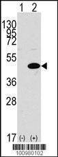 Anti-MAPK3 (N-term) Antibody
