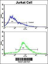 Anti-CDK2 (C-term) Antibody