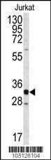 Anti-CDK2 (C-term) Antibody