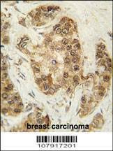 Anti-CDK2 (T14) Antibody