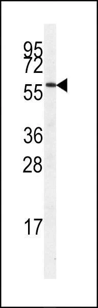 Anti-STK23 (MSSK1) (Center) Antibody