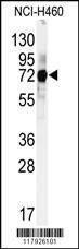 Anti-CUL5 (C-term) Antibody
