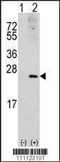 Anti-RAC1 (S71) Antibody