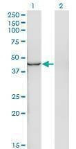 Anti-INPP1 Antibody