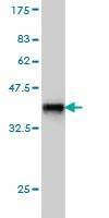 Anti-INPPL1 Antibody