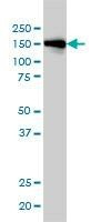 Anti-INPPL1 Antibody