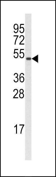 Anti-Cyclin B1 (S126) Antibody