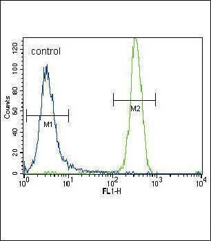Anti-MCSF Receptor (CSF1R) (C-term) Antibody