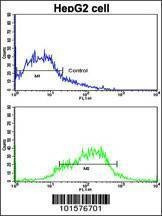 Anti-EphA1 (N-term) Antibody