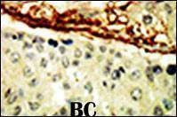 Anti-EphA4 (N-term) Antibody
