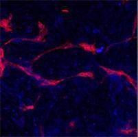 Anti-EphA4 (N-term) Antibody