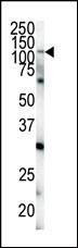 Anti-EphA4 (N-term) Antibody