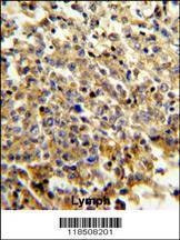 Anti-NCF4 (C-term) Antibody
