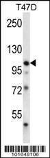 Anti-EphB1 (C-term) Antibody