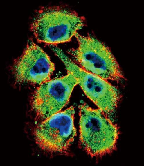 Anti-EphB2 (C-term) Antibody
