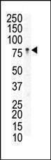 Anti-EphB3 (N-term) Antibody