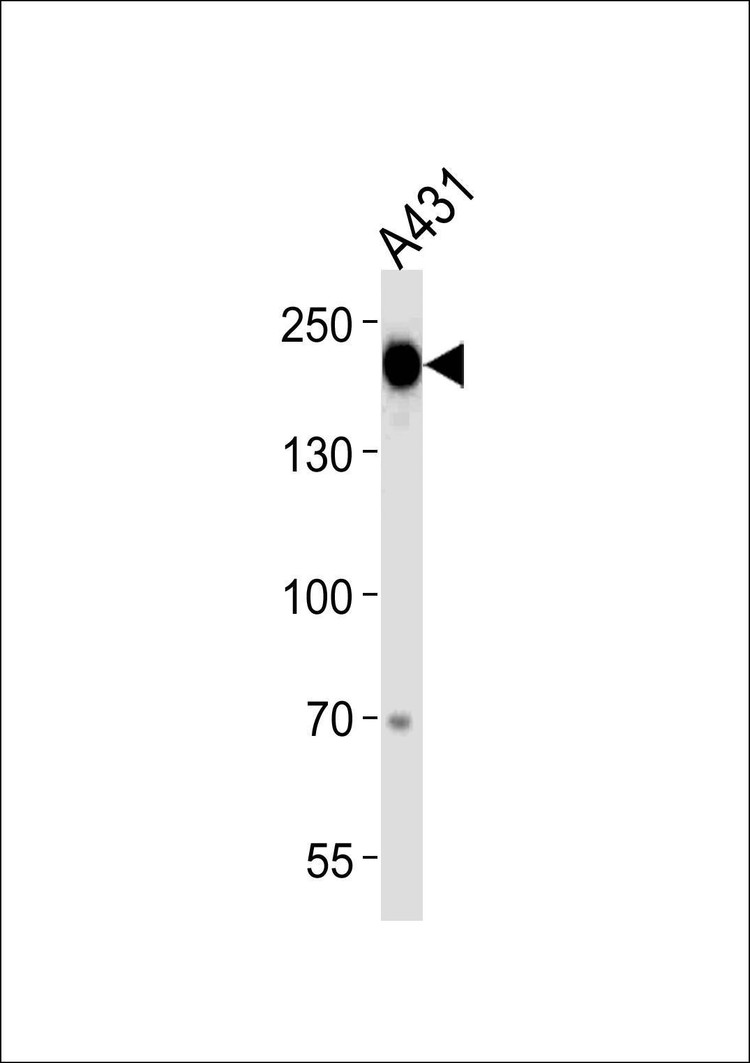 Anti-EGFR (Y1092) Antibody