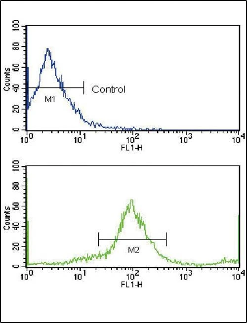 Anti-ERBB2 (N-term) Antibody