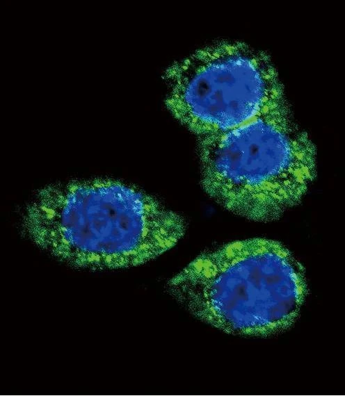 Anti-FGFR2 (N-term) Antibody