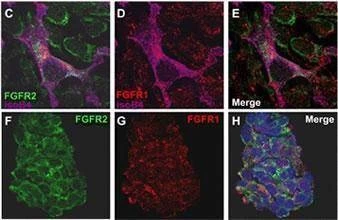 Anti-FGFR2 (N-term) Antibody