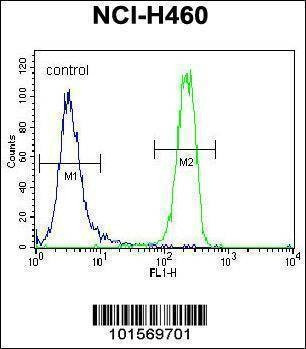 Anti-FGFR2 (C-term) Antibody