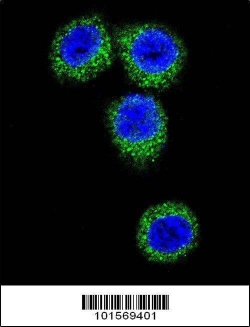 Anti-FGFR2 (C-term) Antibody