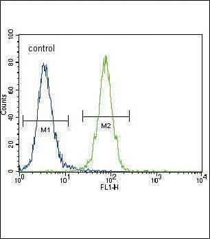 Anti-DDR1 (N-term) Antibody