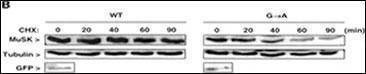 Anti-MUSK (N-term) Antibody