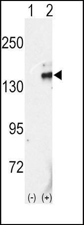 Anti-RET (C-term L1027) Antibody