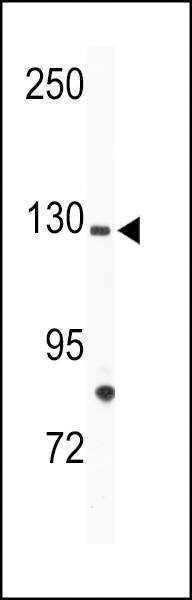 Anti-TIE (N-term) Antibody