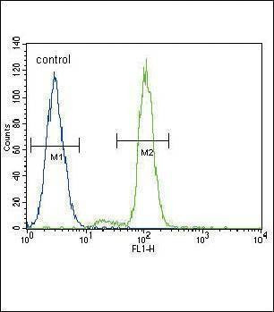 Anti-FER (C-term) Antibody