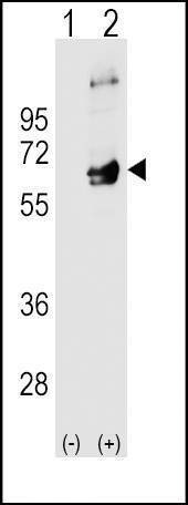 Anti-FYN (N-term) Antibody