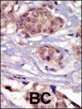 Anti-FYN (N-term) Antibody
