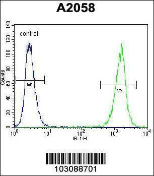 Anti-LCK (N-term) Antibody
