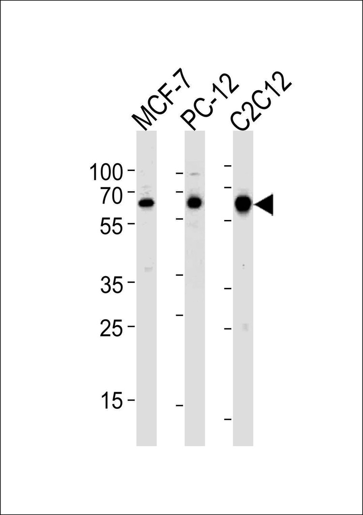 Anti-SRC (N-term) Antibody