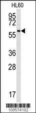 Anti-SRMS (N-term) Antibody