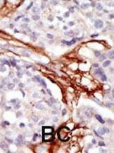 Anti-YES1 (N-term) Antibody
