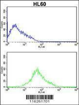 Anti-PRKRA (S246) Antibody
